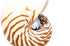 nautilus shell